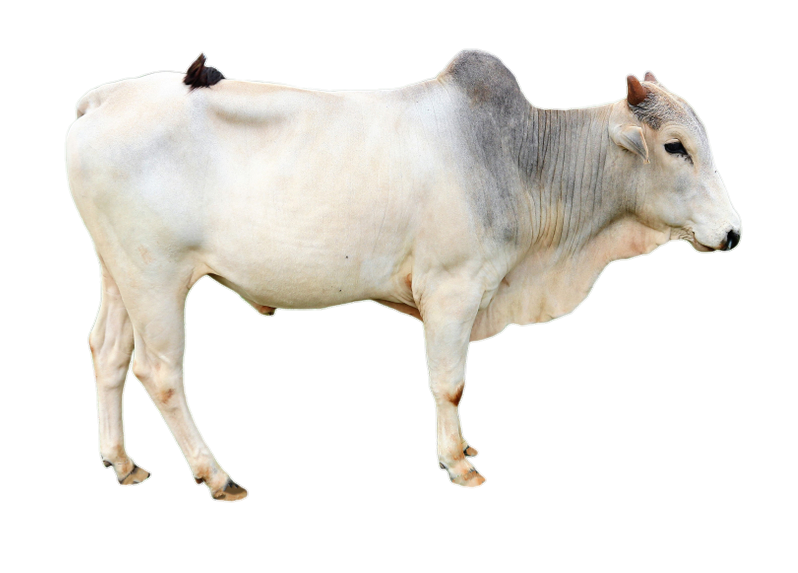 cow-48