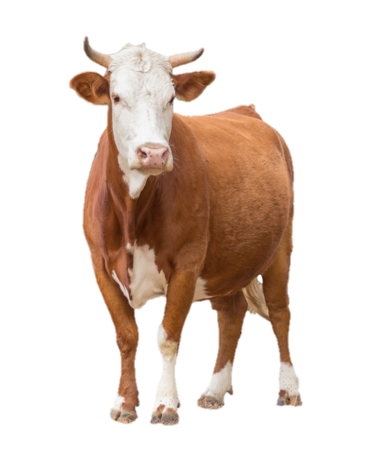 cow-49