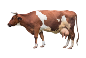 Brown and White Cow Png