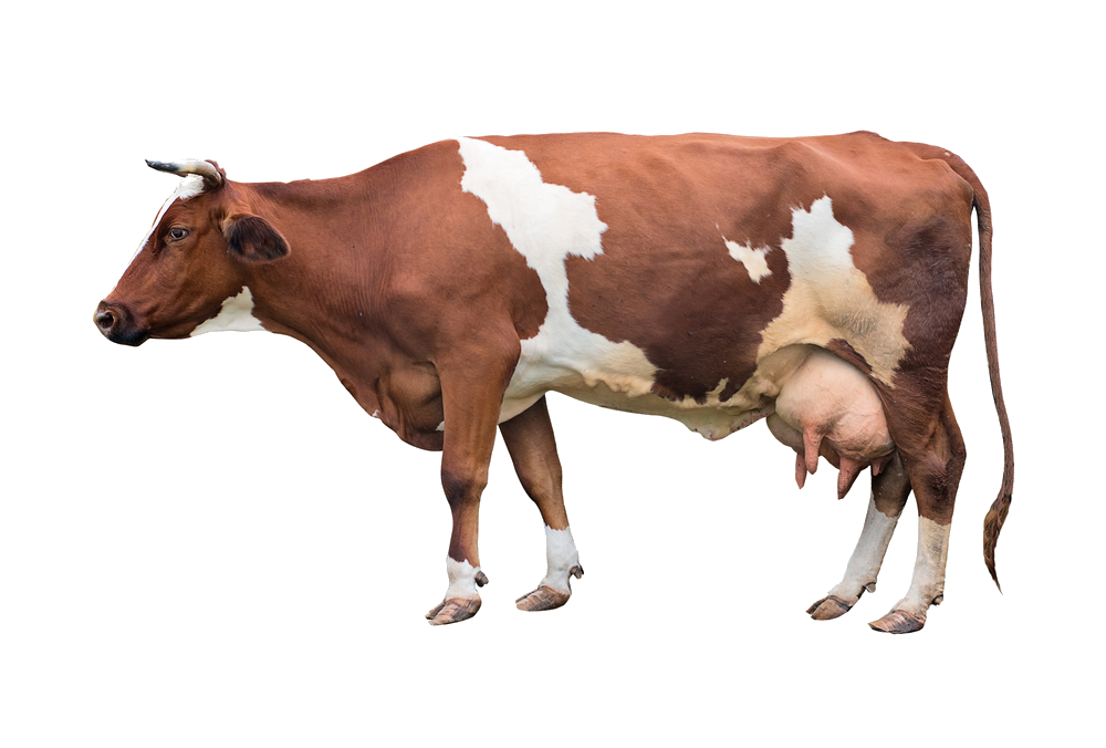 cow-50