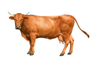 Brown Cow Png