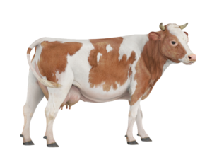 Animated Cow Png