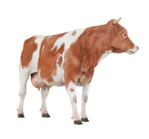 High Resolution Cow Png