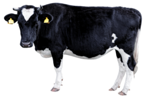Black and White Cow Png