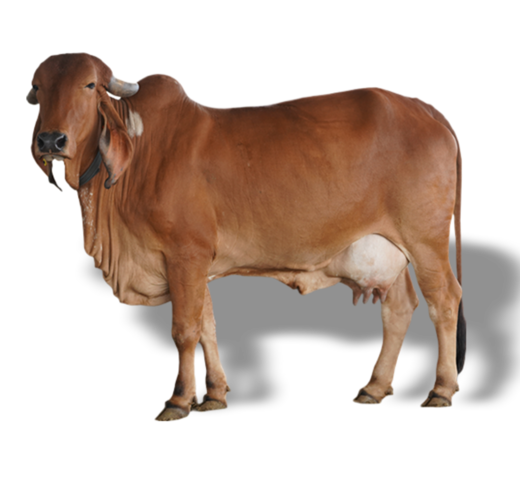 Zebu Calf In Farmbeautiful View Of Gir Gyagir Cow Calfindian Gujarat Cow  Baby Viewbrown And White Colors Kakrej Cow Calf Cow Calf In Farm Beautiful  View Of Cow Calfbrown Young Cow Calf
