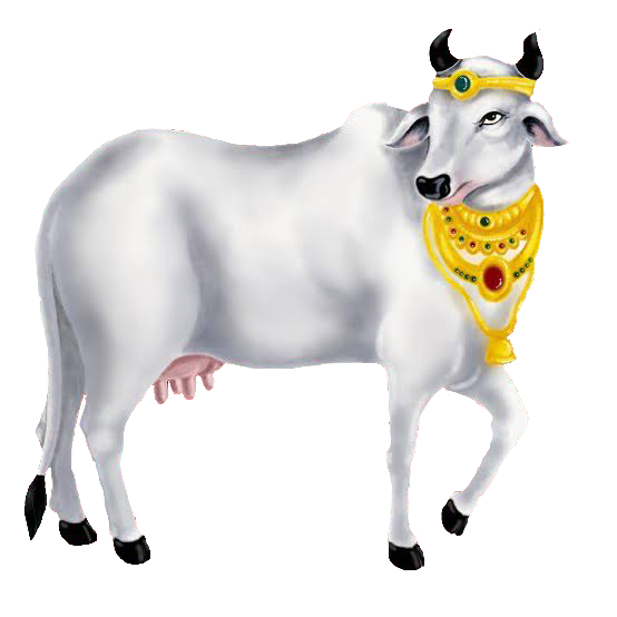cow-58