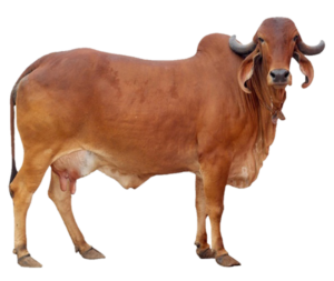 Real Cow Png