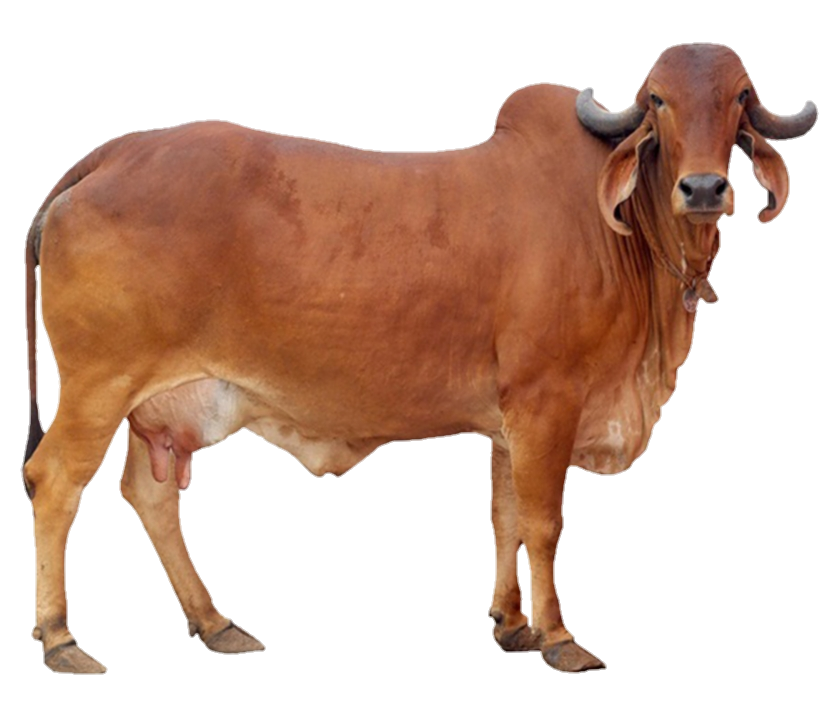 cow-png-from-pngfre-12