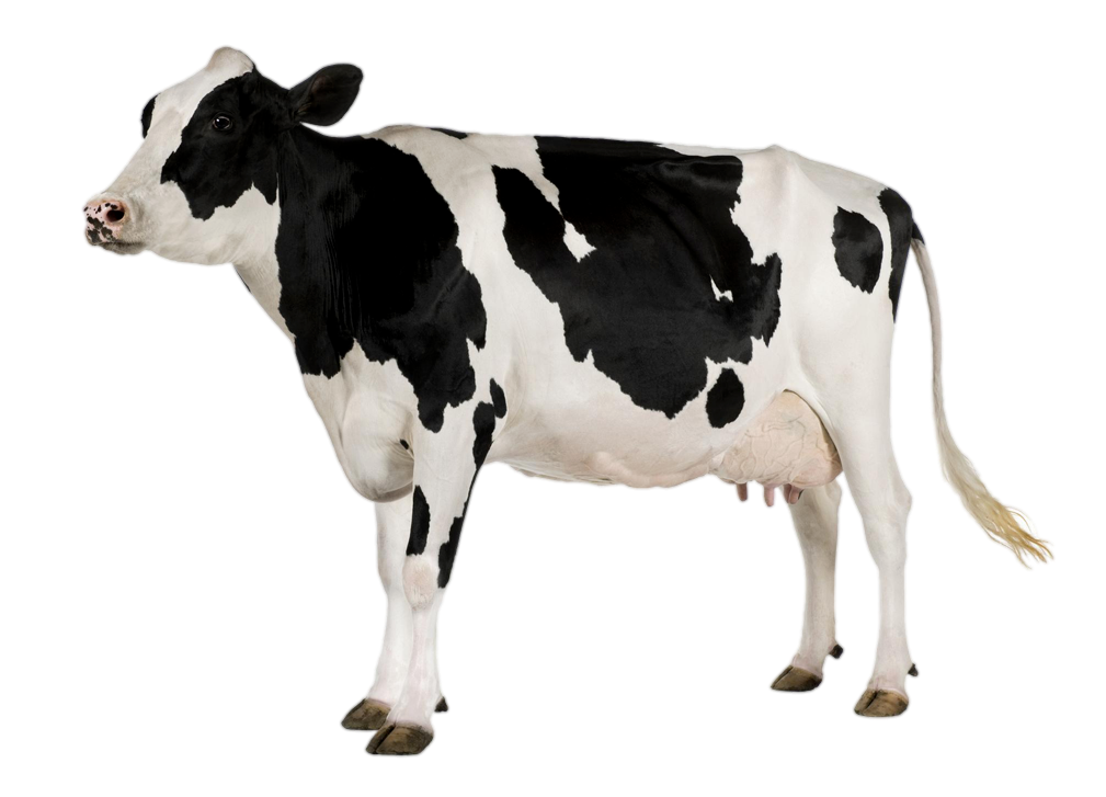 Milk Cow Png