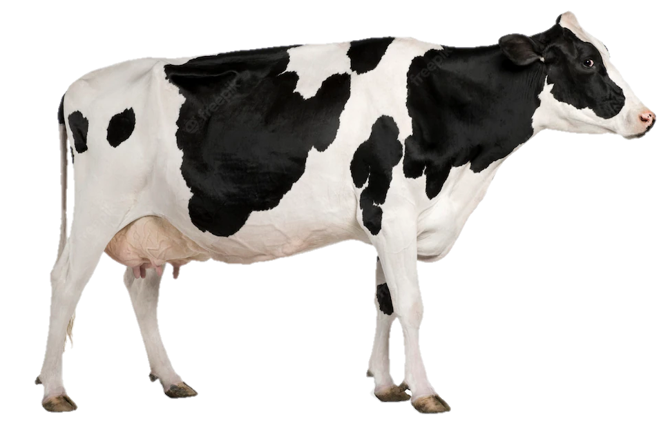 cow-png-from-pngfre-2