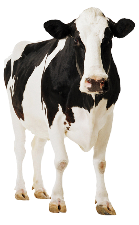 cow-png-from-pngfre-23