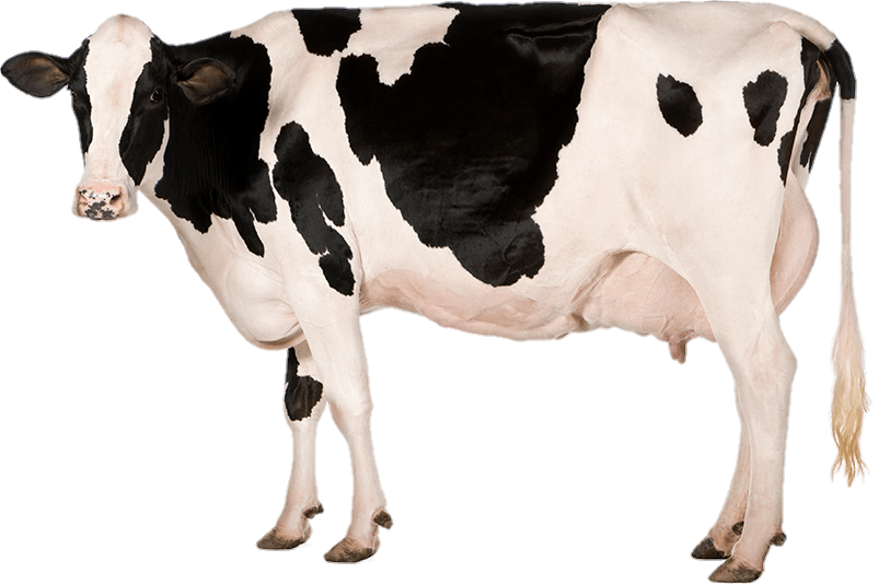 cow-png-from-pngfre-24