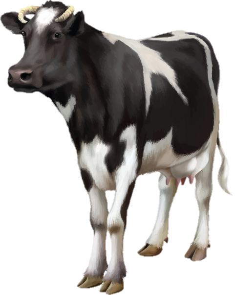 Cow Png image with transparent background 