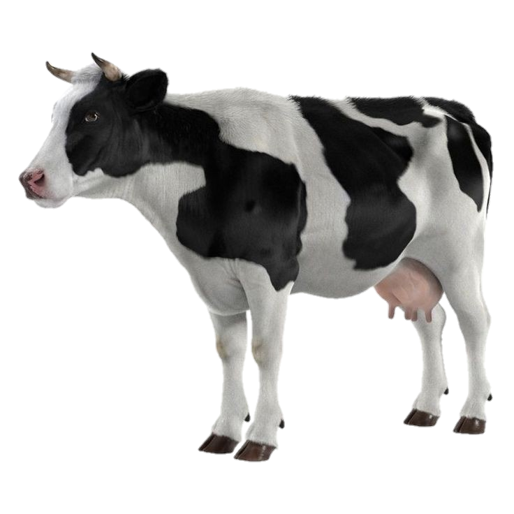 cow-png-from-pngfre-30