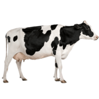 Cow Poster PNG Image