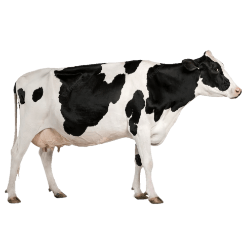 cow-poster