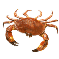 Crab PNG Image