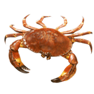 Crab PNG Image