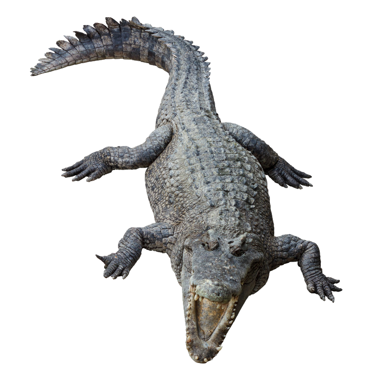 Transparent Crocodile Png
