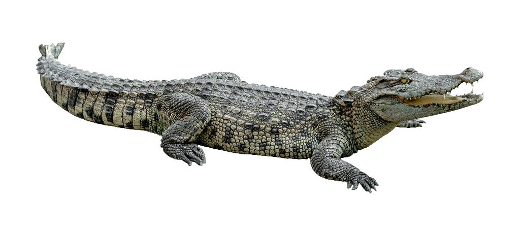 Crocodile Alligator Png