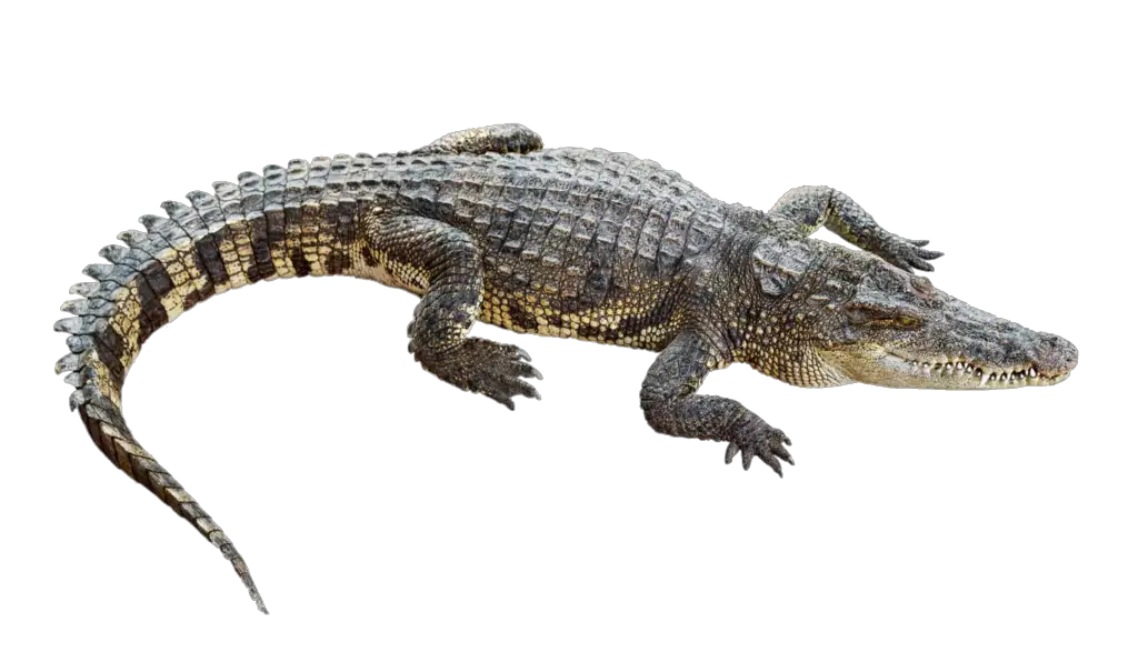 Crocodile Png Image