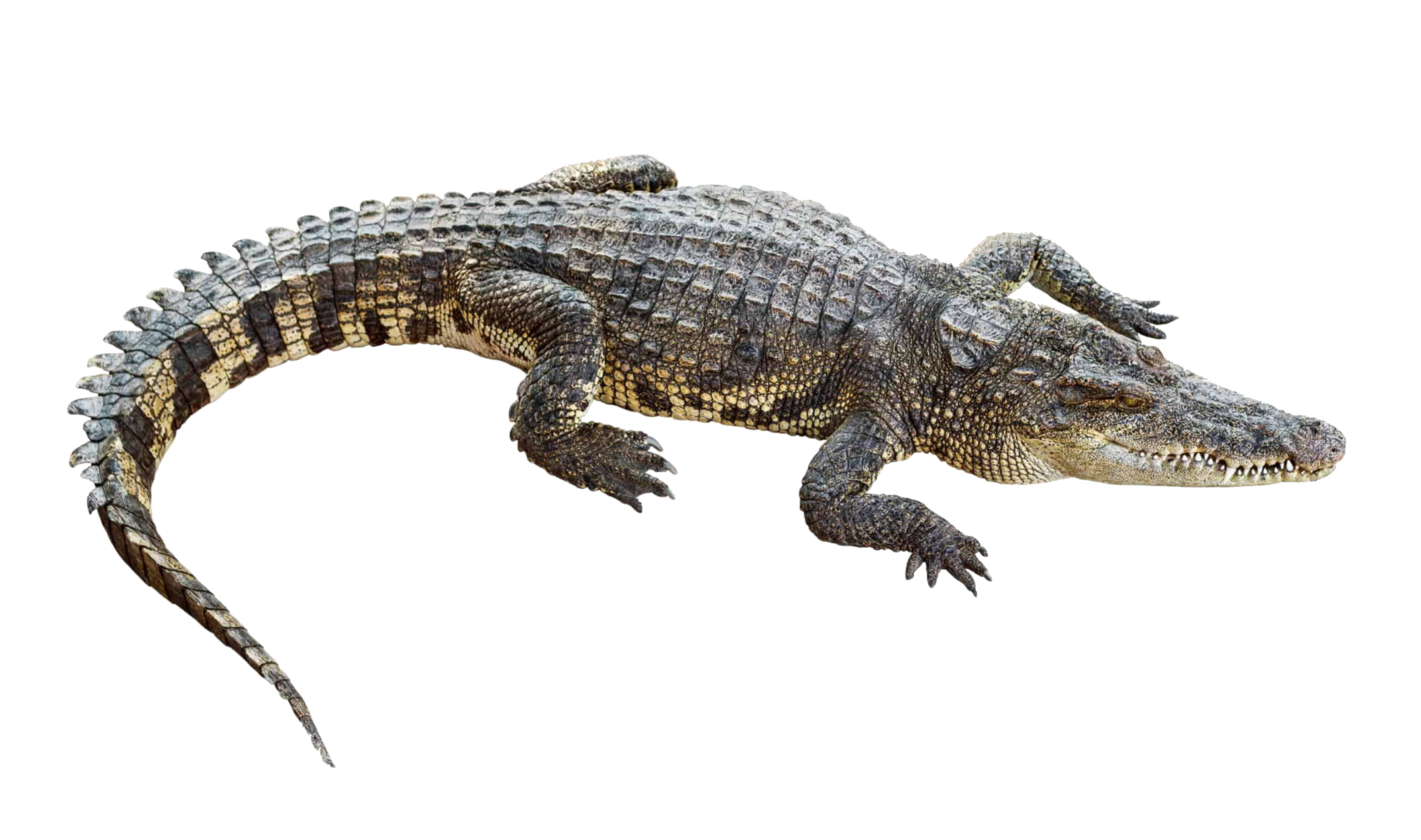 crocodile-27
