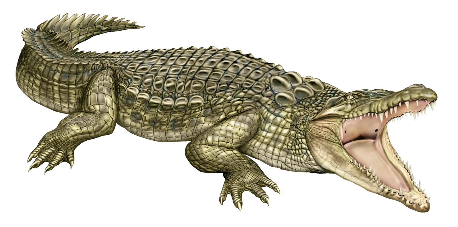 crocodile-28