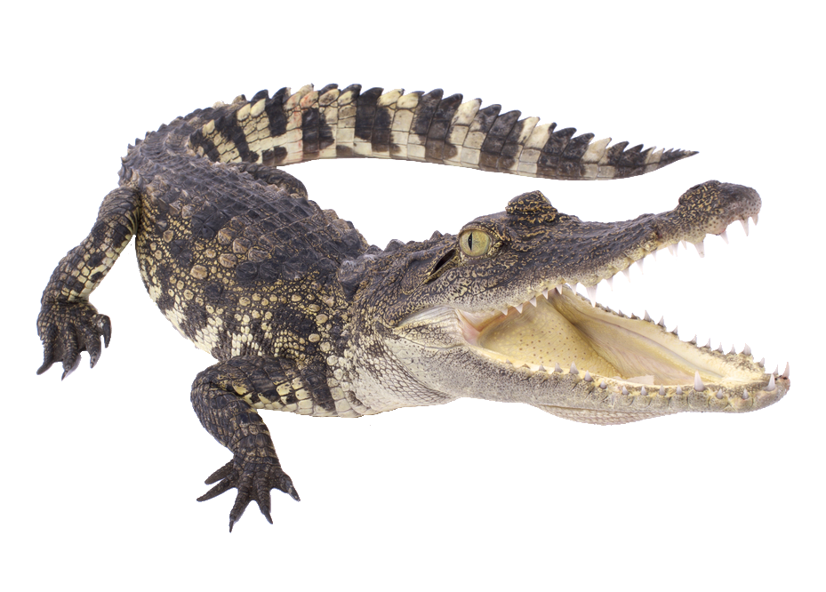 Caiman Crocodile Png