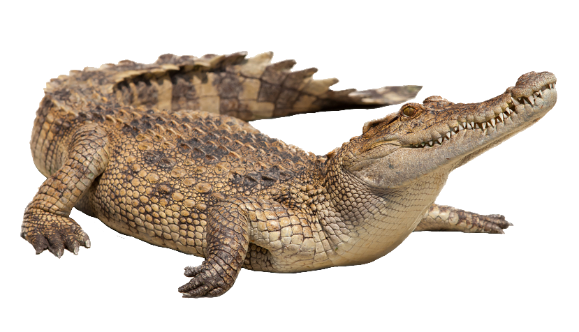 Crocodile Png Image