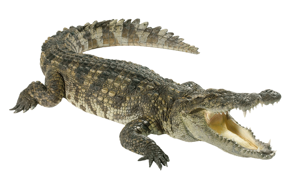 Crocodile Png Transparent Image