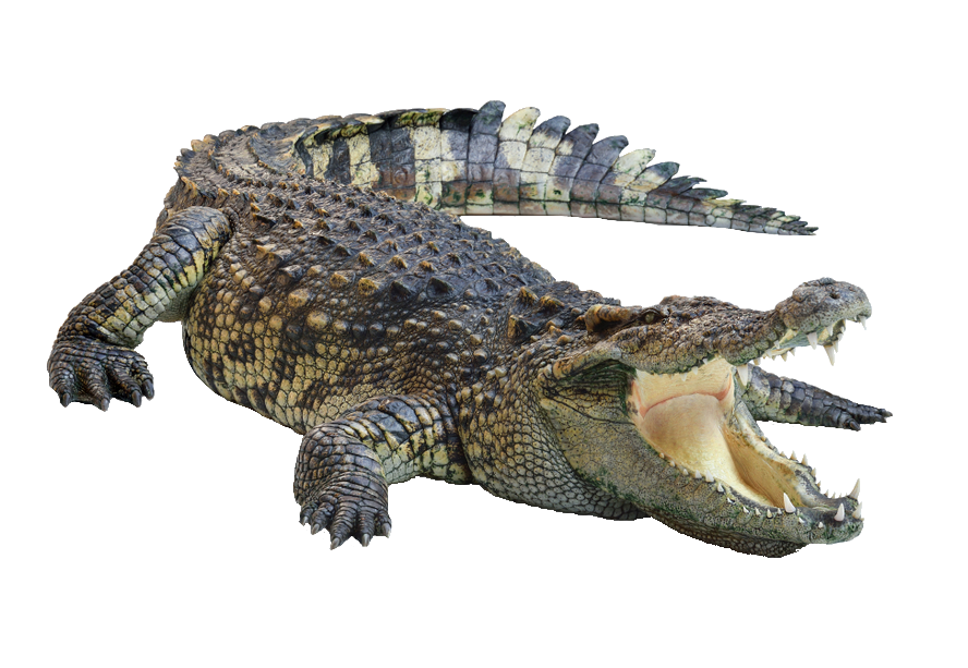 High-Resolution Crocodile Png
