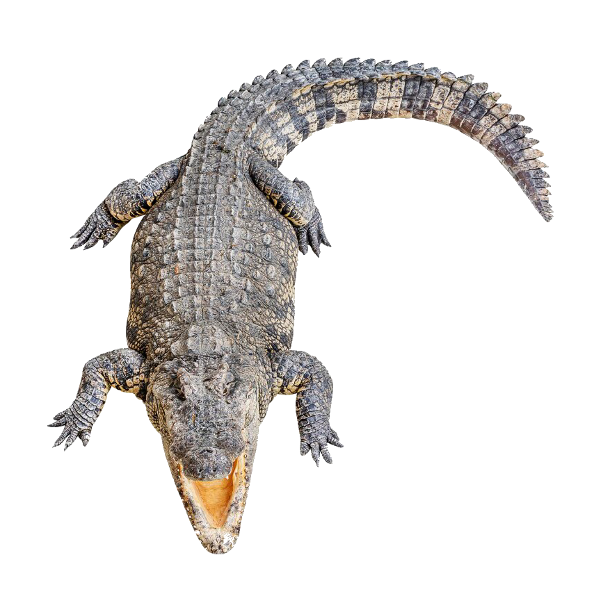 crocodile-33