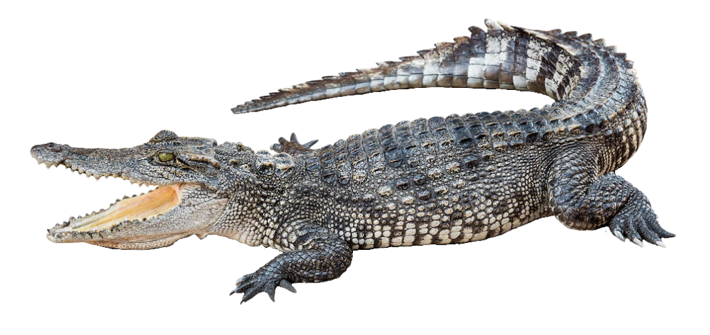 Saltwater Crocodile Png