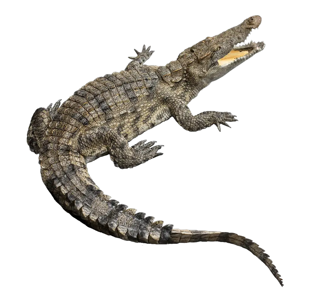 Transparent Crocodile Png