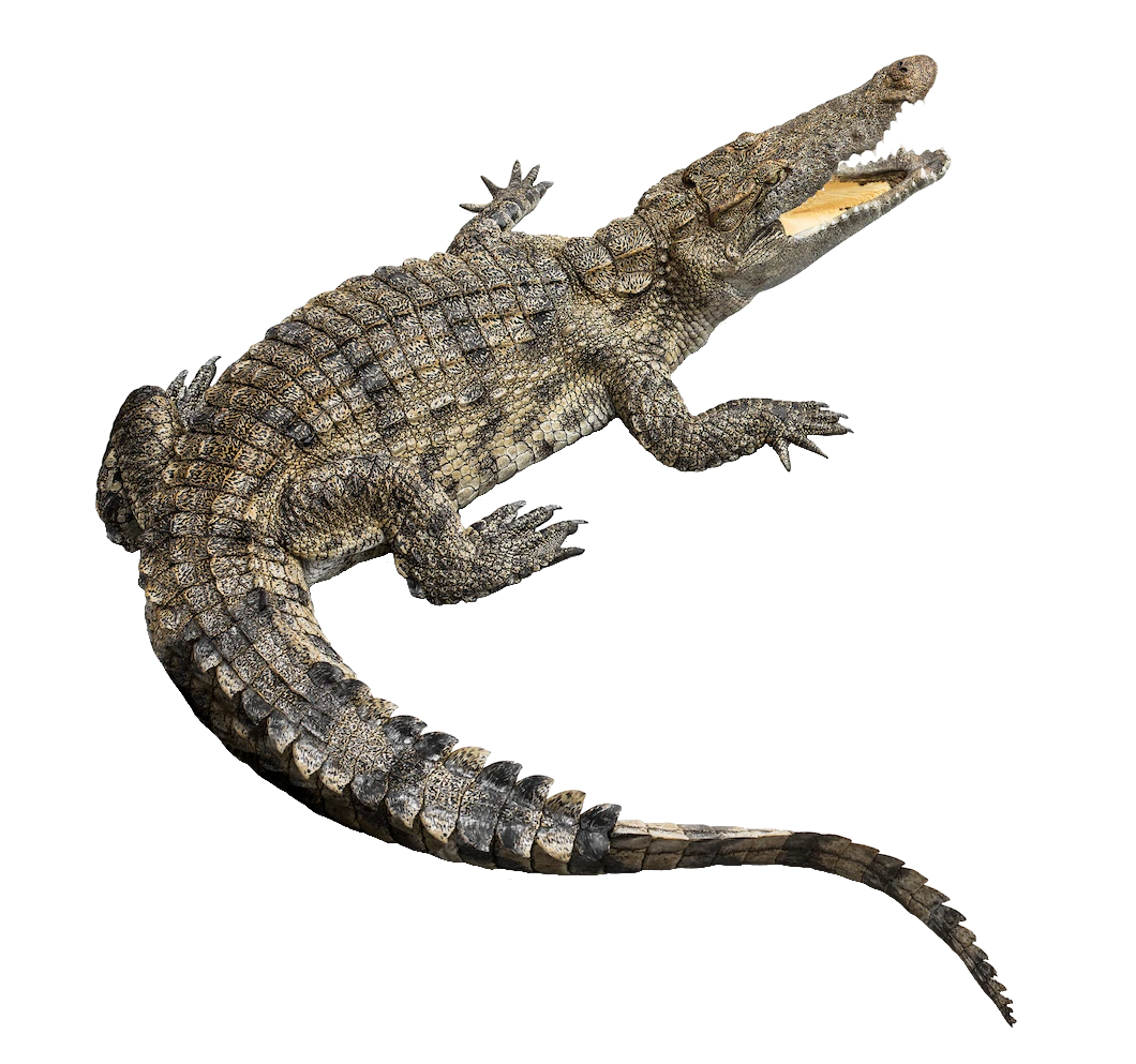 crocodile-36