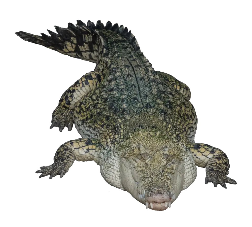 Crocodile Png Image