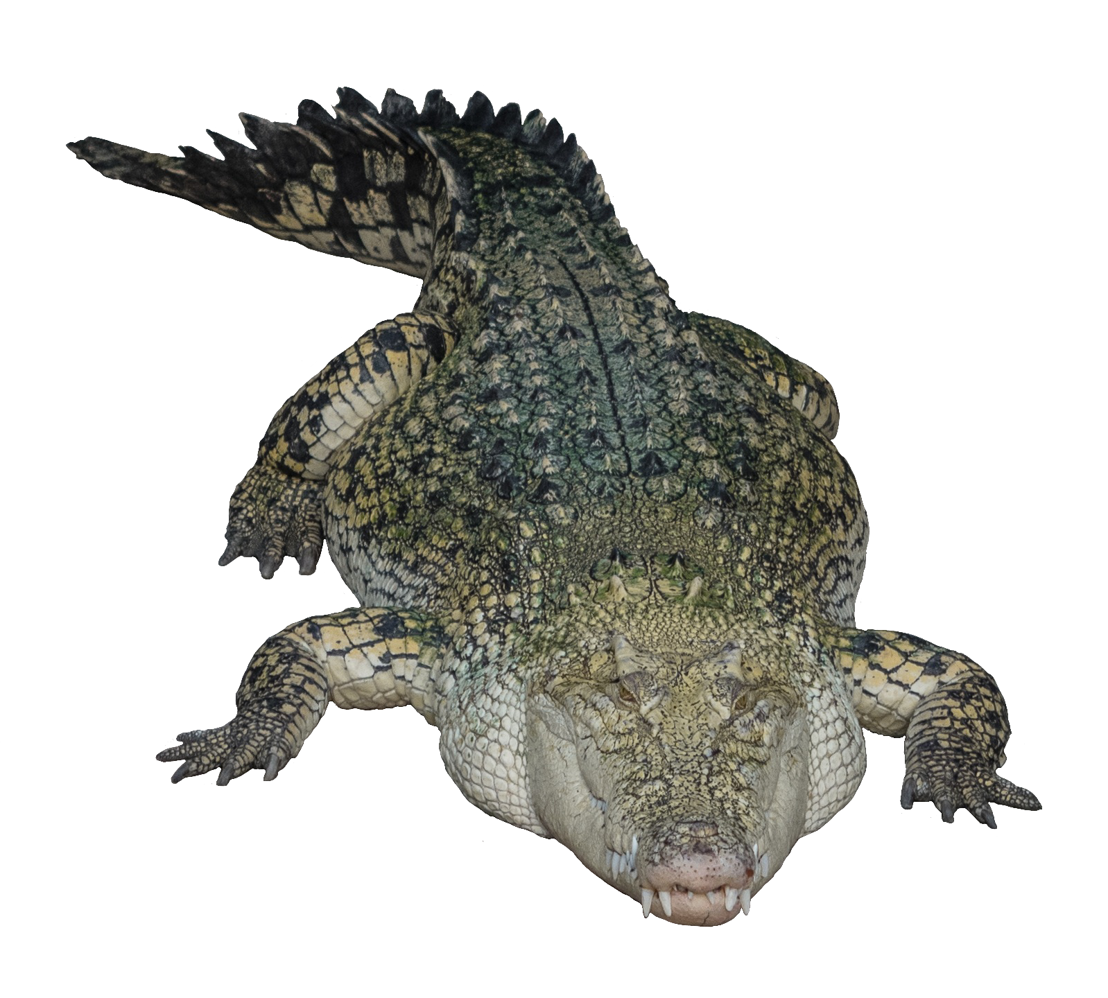 crocodile-38