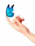 blue butterfly on woman's hand