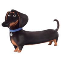 Dachshund PNG Image
