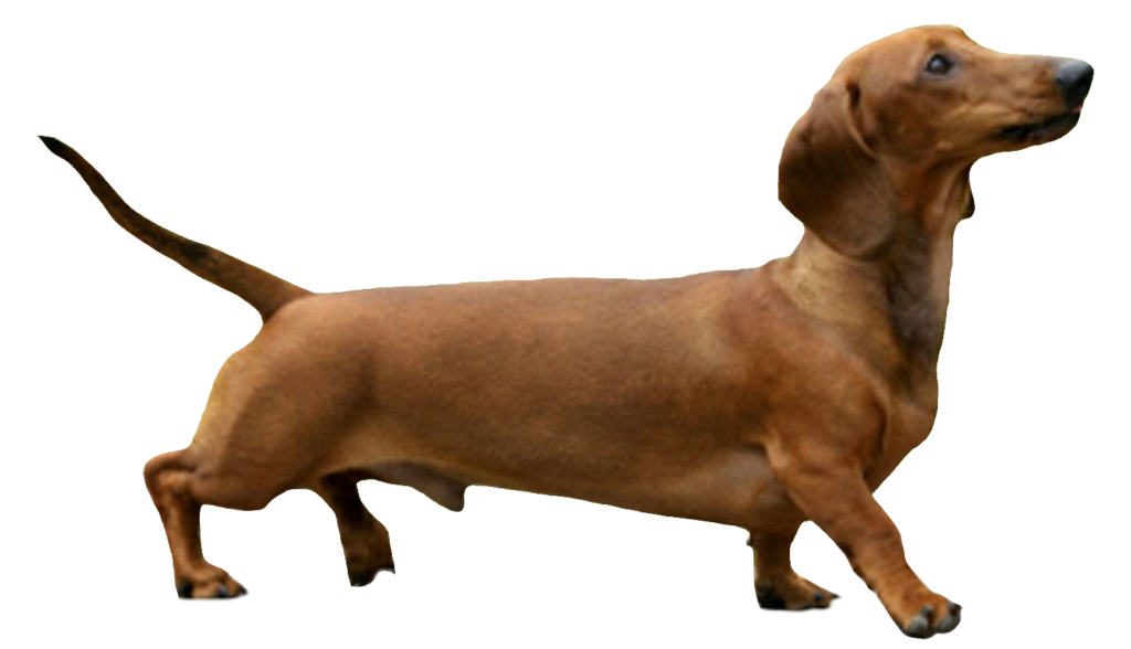 Transparent Dachshund Dog PNG