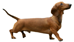 dachshund101