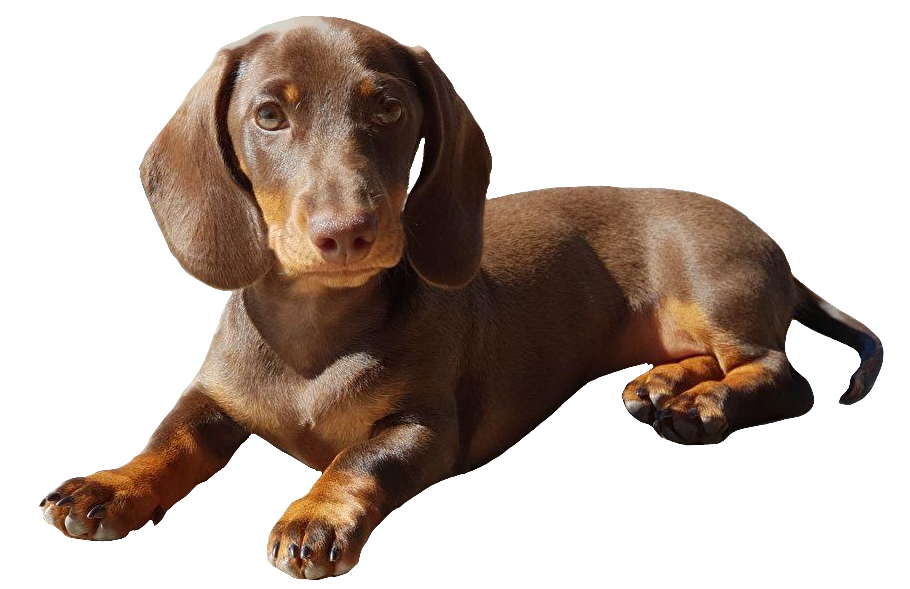 Brown Dachshund Dog PNG