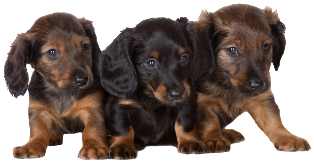 Dachshund Puppies PNG