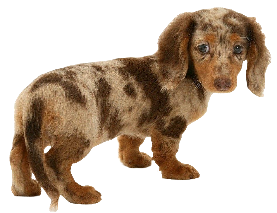 Long hair Dachshund Puppy PNG