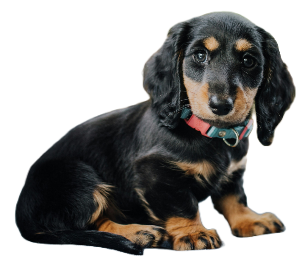 Black and Tan Dachshund Puppy PNG