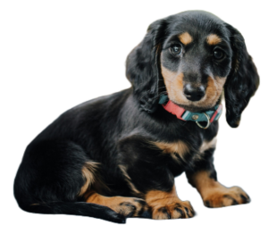 dachshund110