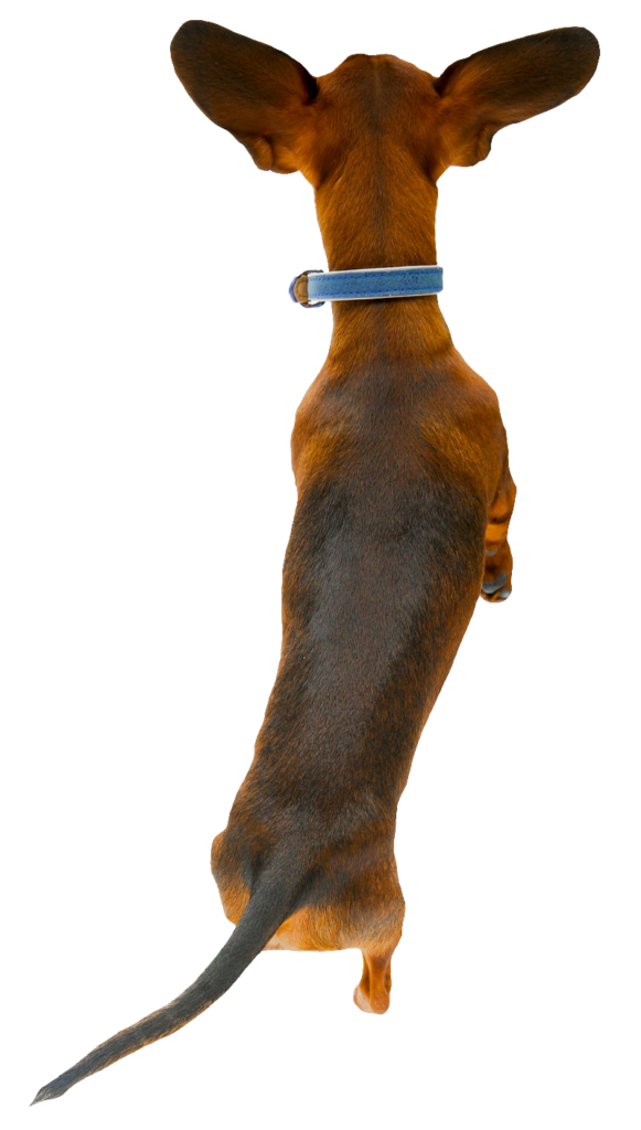 Dachshund Dog Top View PNG