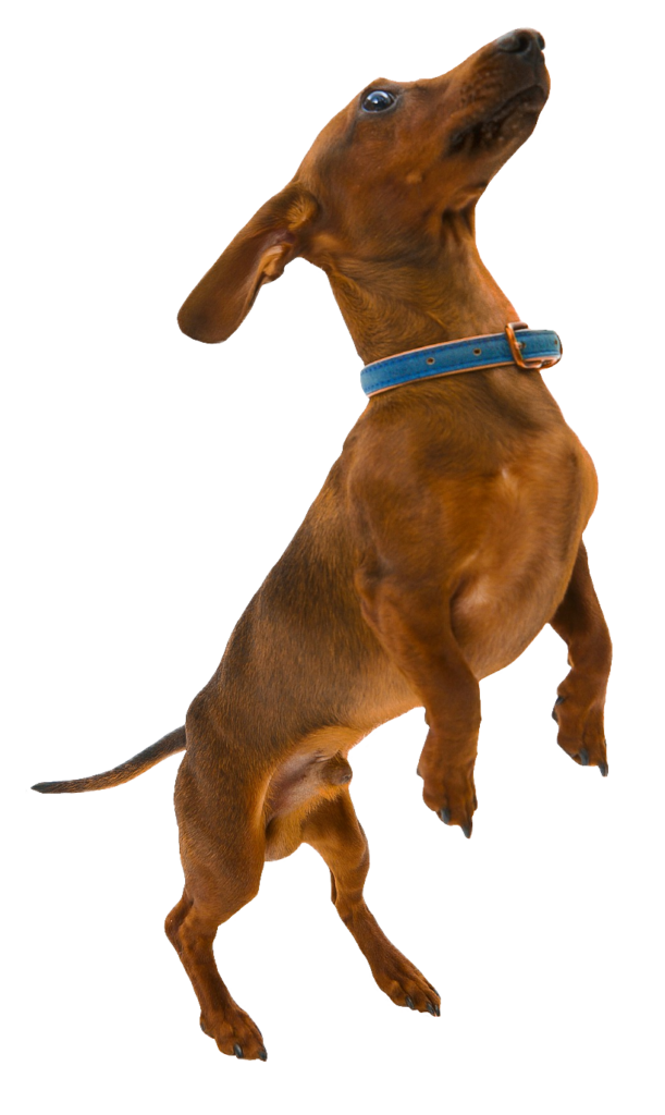 Transparent Dachshund Dog PNG