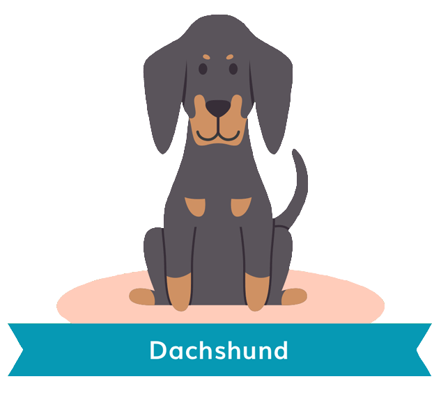 Dachshund Dog Vector Logo PNG