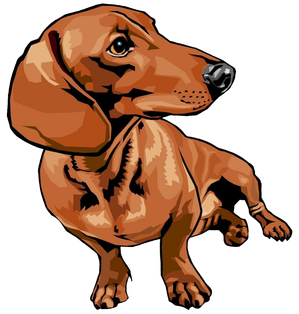 dachshund118
